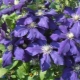 Clematis 2 grupy przycinające: najlepsze odmiany, wskazówki dotyczące ich pielęgnacji