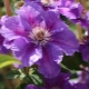 Clematis Ashva: opis, grupa przycinania, sadzenie i pielęgnacja
