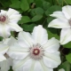 Clematis Miss Bateman: opis, sadzenie, pielęgnacja i rozmnażanie