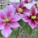 Clematis Piilu: opis, zasady uprawy i hodowli
