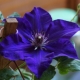 Clematis President: opis, przycinanie i uprawa grupy