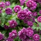 Clematis Purpurea plena elegans: opis, zalecenia dotyczące uprawy i hodowli