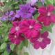 Clematis Rouge kardynał: opis, grupa przycinająca, uprawa