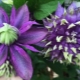Clematis Taiga: opis, wskazówki dotyczące uprawy i hodowli