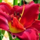 Terry daylilies: przegląd najlepszych odmian i wskazówek pielęgnacyjnych