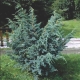 Alpy Juniper Blue: opis, zalecenia dotyczące uprawy i rozmnażania