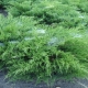 Julep Juniper Mint: opis, sadzenie i pielęgnacja