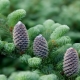 Fraser fir: popularne odmiany, cechy sadzenia i pielęgnacji