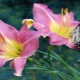 Metody hodowli lilii