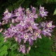 Hybryda Aquilegia: cechy odmian i wskazówki do uprawy