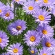 Aster alpejski: odmiany, sadzenie i pielęgnacja