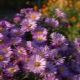 Aster krzewiasty: odmiany, sadzenie i pielęgnacja, hodowla