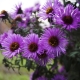 Nowy aster belgijski: opis, odmiany, sadzenie i pielęgnacja