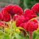 Grzebień Celosia: opis, sadzenie i pielęgnacja
