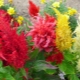 Celosia paniculata: odmiany, sadzenie i pielęgnacja