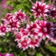 Phlox Drummond: opis, sadzenie i pielęgnacja