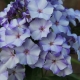 Phlox paniculata Nowość: opis i tajemnice uprawy
