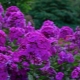 Phlox Nicky: opis, sadzenie, pielęgnacja i rozmnażanie