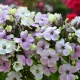 Mieszanka Phlox Sherbet: opis, sadzenie, pielęgnacja i rozmnażanie