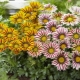 Gazania (gatsania) roślina wieloletnia: uprawa i konserwacja