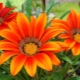 Gazania (gatsania): opis i odmiany, sadzenie i pielęgnacja