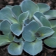 Hosta niebieska: odmiany i ich uprawa