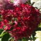 Hortensja paniculata Diamond Rouge: opis, sadzenie i pielęgnacja