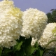 Hydrangea paniculata Phantom: opis, sadzenie i pielęgnacja