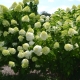 Hortensja paniculata Limelight: opis, sadzenie i pielęgnacja