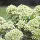 Hortensja paniculata Mała limonka: opis i uprawa