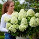 Hortensja paniculata: opis, odmiany, sadzenie, pielęgnacja i rozmnażanie