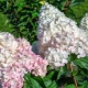 Hortensja Pink Lady: opis, sadzenie, pielęgnacja i rozmnażanie