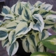 Hosta Blue Ivory: opis, sadzenie, pielęgnacja i rozmnażanie