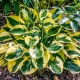 Hosta Brim Cap: opis, sadzenie, pielęgnacja i rozmnażanie