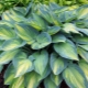 Hosta June: opis, zalecenia dotyczące uprawy i rozmnażania