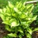 Fortuna Hosta Albopicta: opis, sadzenie i pielęgnacja