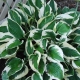 Hosta Fortune Patriot: opis, lądowanie i opieka