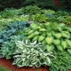 Hybryda hosta: opis, odmiany, zalecenia dotyczące uprawy