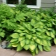 Hosta Gold standard: opis, sadzenie, pielęgnacja i rozmnażanie