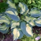 Hosta Golden Meadows: opis, sadzenie, pielęgnacja i rozmnażanie