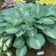 Hosta „Kiwi full monty”: opis, lądowanie i opieka