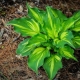 Druk Hosta Lakeside Paisley: opis i uprawa