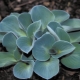 Uszy Hosta Mouse: opis, odmiany i uprawa