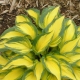 Marmolada Hosta Orange: opis, sadzenie, pielęgnacja i rozmnażanie