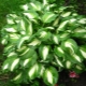 Hosta falista Mediaovariety: opis, sadzenie, pielęgnacja i rozmnażanie