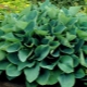 Hosta Siebold Elegance: opis i uprawa