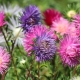 Sadzenie i pielęgnacja aster