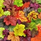 Reprodukcja heuchera: metody i przydatne zalecenia