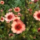 Różowa Potentilla: odmiany i ich uprawa