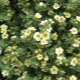 Krzew odmiany Potentilla